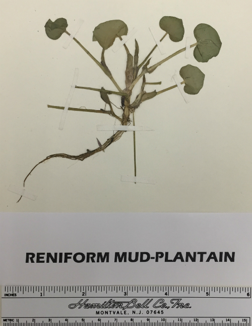 Rare Reniform Mud Plantain